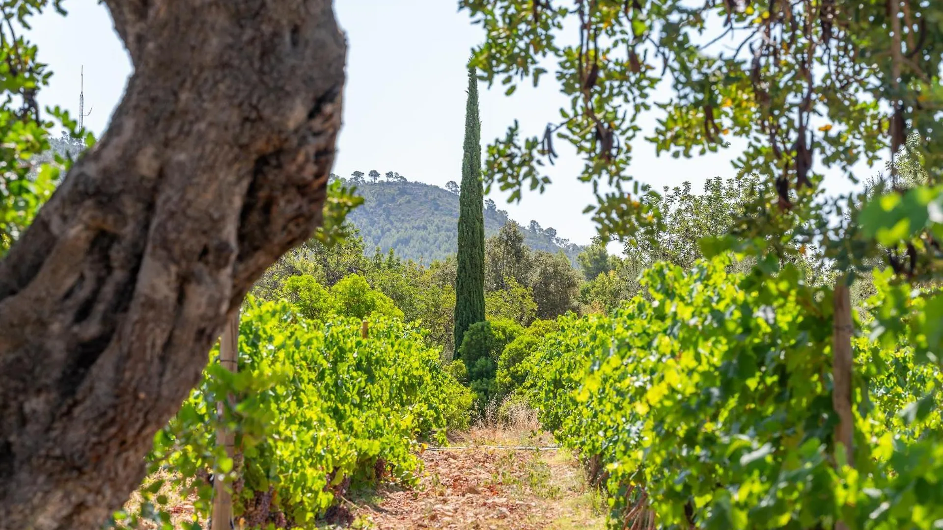 Agroturismo Filicumis Villa Lloseta